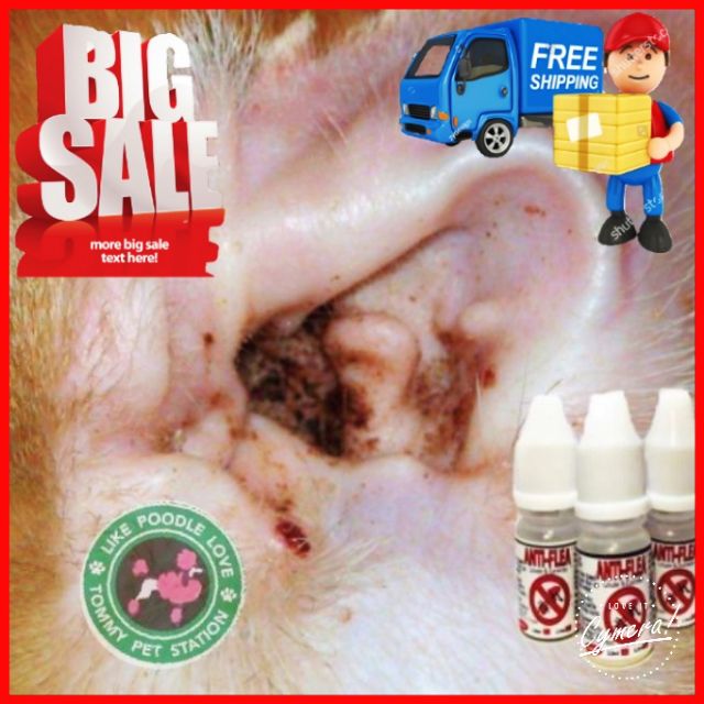 Hot Item ubat Kutu Earmites Hama untuk kucing  Shopee 