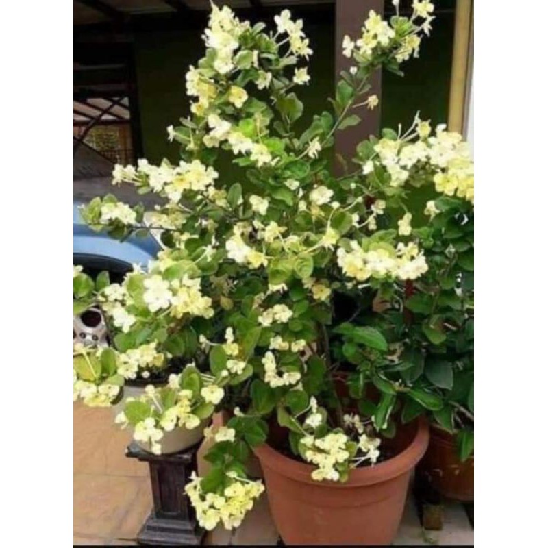 Pokok Ytt Kuning Brunfelsia Americana real live plant | Shopee Malaysia