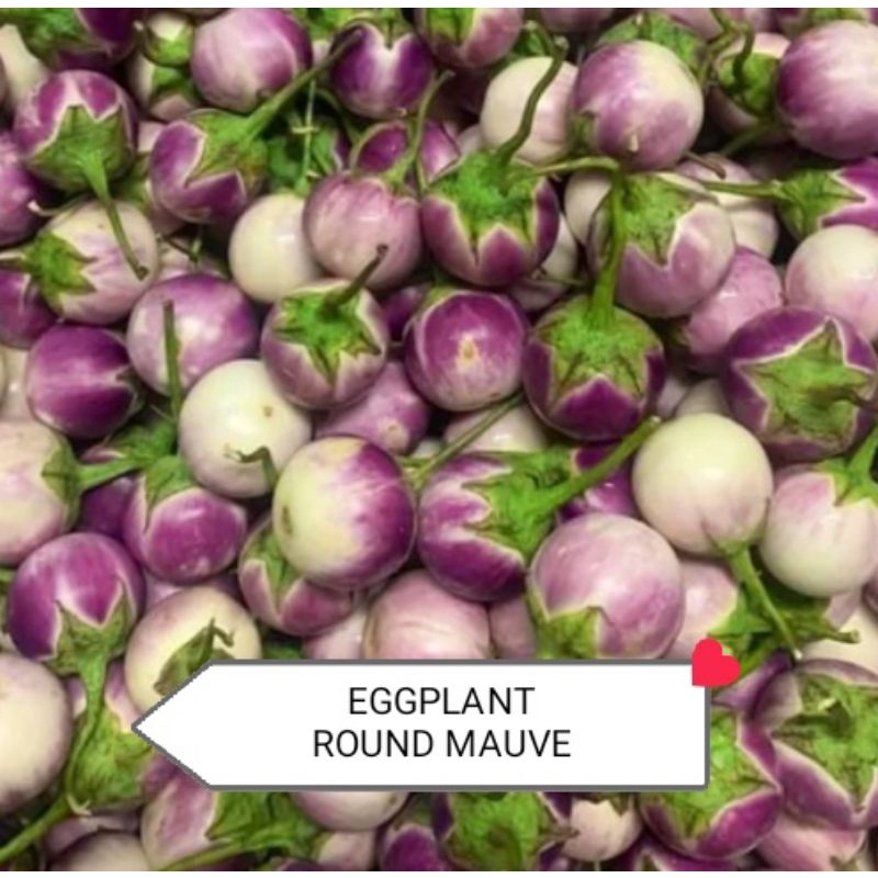 20 BIJI BENIH ULAM TERUNG BULAT UNGGU PURPLE BRINJAL EGGPLANT | Shopee ...