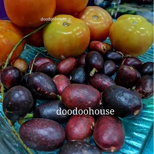 Ready Stock Buy 1 Free 1 Sweet Longan Brazil Anak Pokok Buah Matao Buah Tiga Rasa Live Plant 鲜甜多汁巴西龙眼 树苗