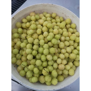 Buah Cermai Buah Fresh 1kg Shopee Malaysia