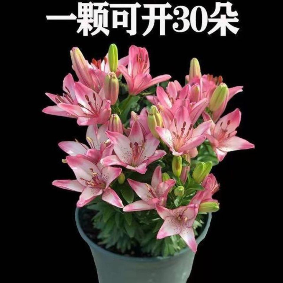 Buy Perfume Lily Bulbs With Buds Four Seasons Potted Indoor And Outdoor Ba香水 百合种球带芽四季盆栽室内外阳台绿植百合花种子耐寒花苗花卉3 24 Seetracker Malaysia