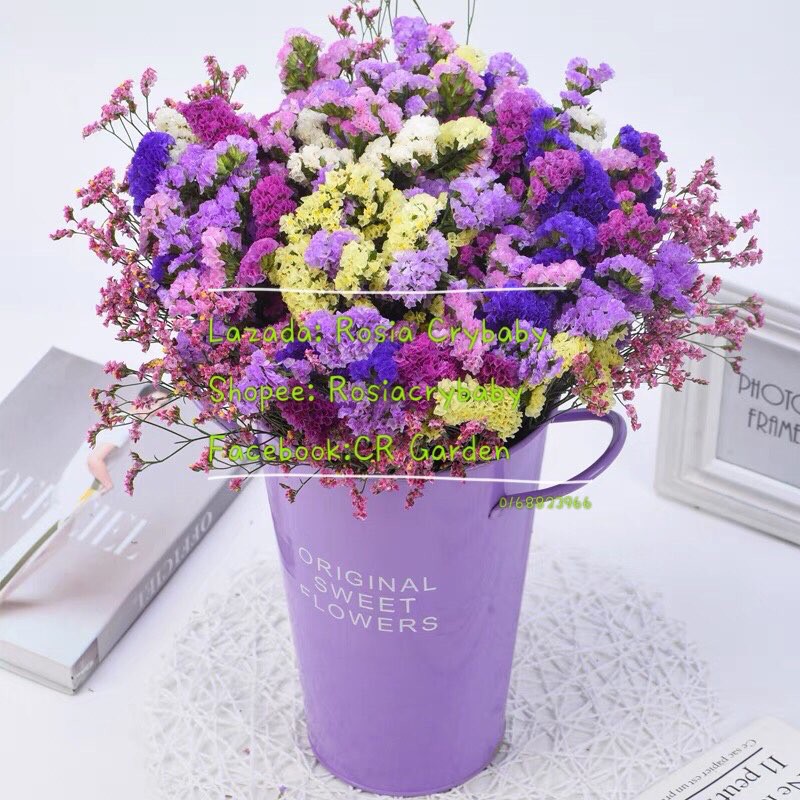 Forget Me Not Flower 10 Seeds 勿忘我10粒 Shopee Malaysia