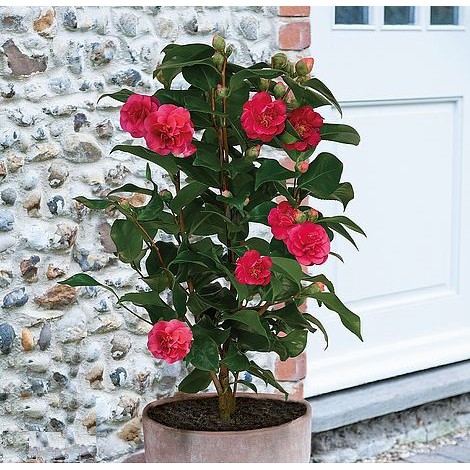 Outdoor Plant] Camellia 山茶花 | Shopee Malaysia