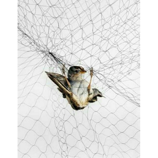 740 Gambar Burung Net Net Gratis Terbaru