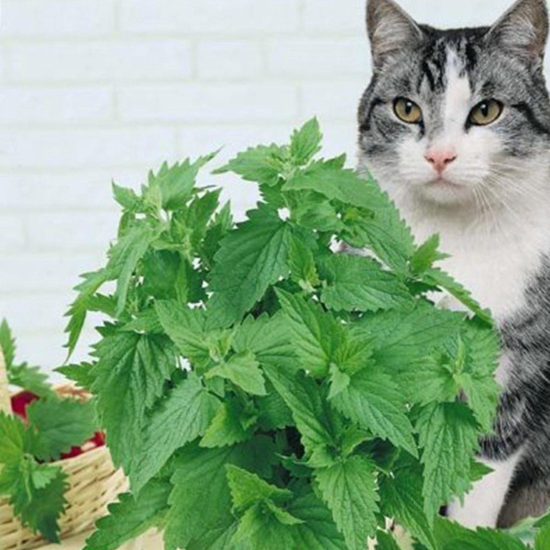 Home u0026 Garden 50 Seeds Catnip Seeds Cat mint Nepeta cataria Herbs 