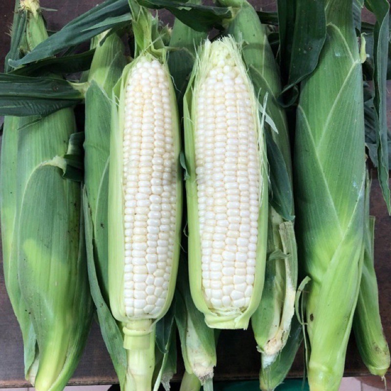 Ready Stock 10pcs Jagung Susu Cameron Highlands A Pearl White Sweet Corn 金马伦香甜白玉米 Grade A 10pcs Jagung Susu Fresh