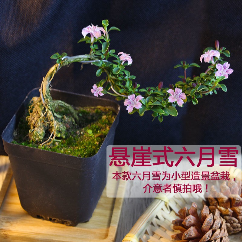 提根金边六月雪苗盆景老桩红花白花悬崖四季长青绿植花卉盆栽室内 Shopee Malaysia