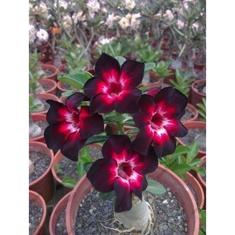 20pcs/ seed Adenium Obesum seeds desert rose rare Thailand flower seeds