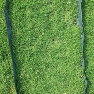 Rumput Philippine filipine grass cow grass rumput Rumput Philippine filipine grass cow grass rumput