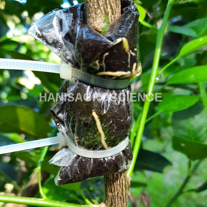 Buy HANIS 'BOOST-TUT' TANAH AJAIB UNTUK TUT POKOK - 2kg 
