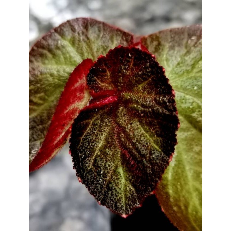 Begonia miniature sp | Shopee Malaysia