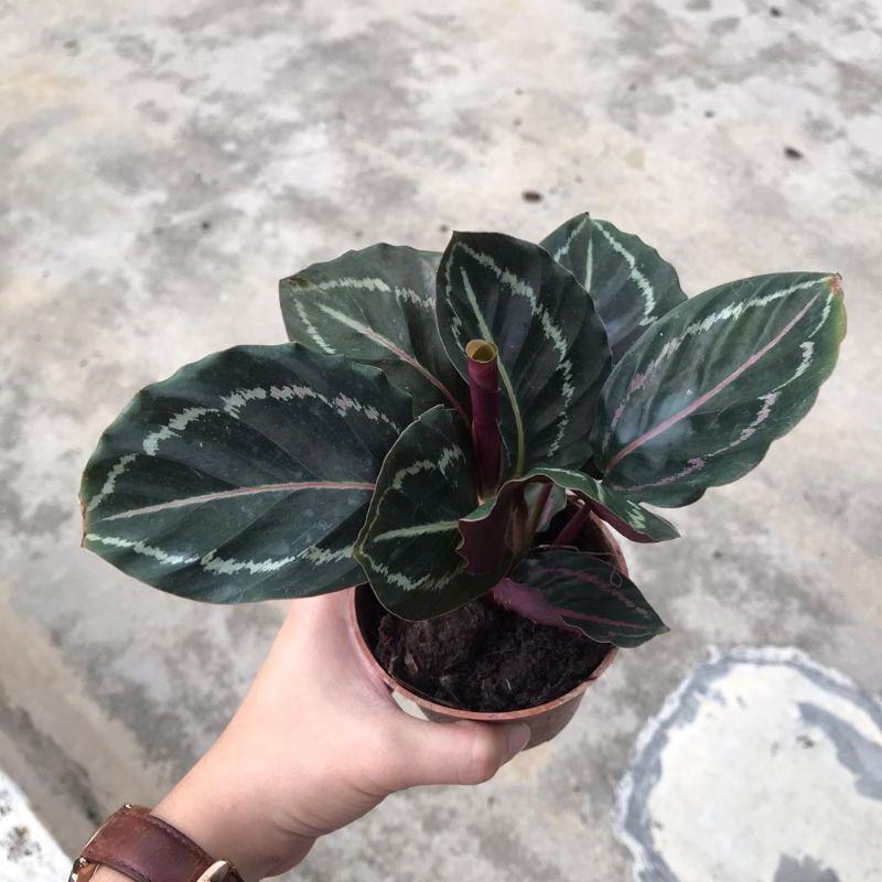 Calathea Medallion Indoor Plant With Pot Shopee Malaysia