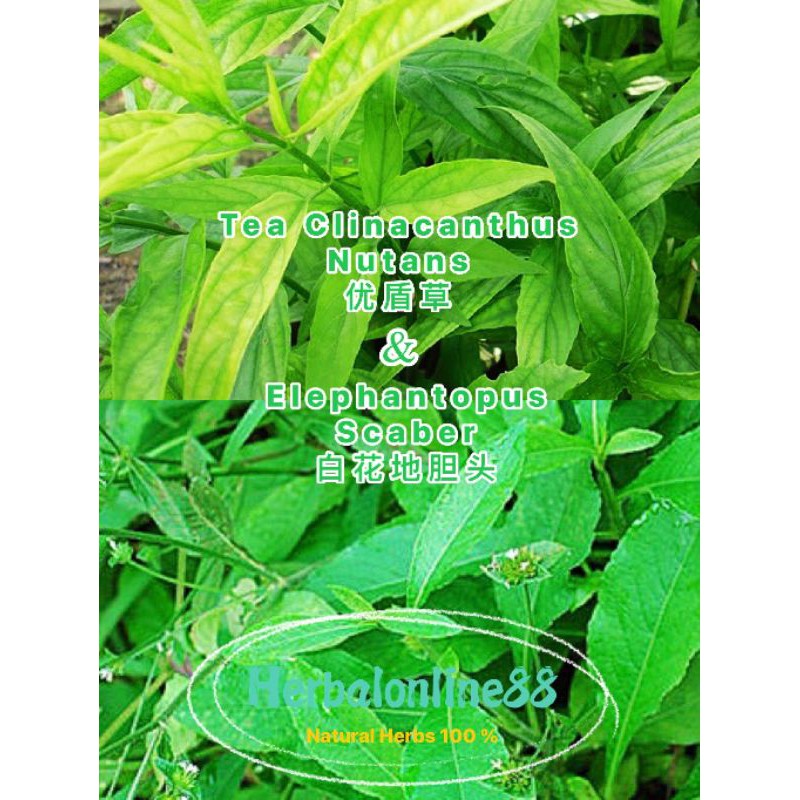 Tea Clinacanthus Nutans Elephantopus Scaber 优盾草 白花地胆头茶 5gx12 Shopee Malaysia