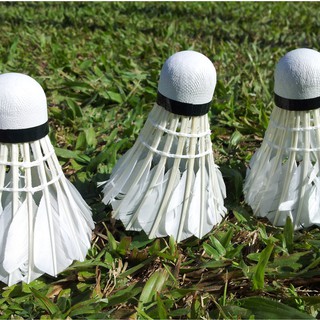 protech pt 10 shuttlecock