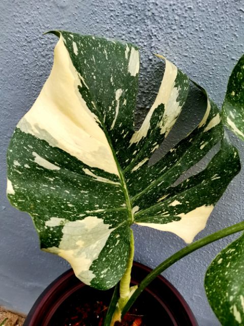 Monstera Deliciosa Thai Constellation Shopee Malaysia