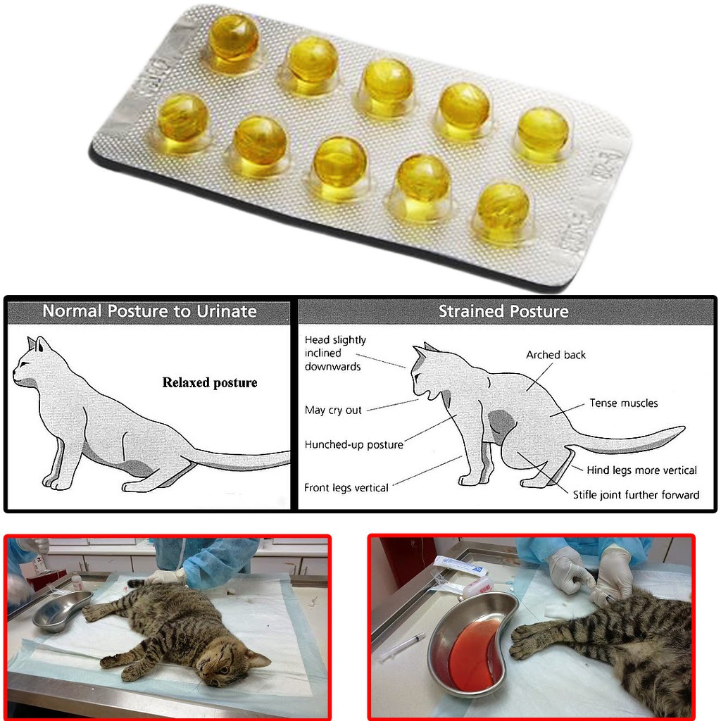 Ubat Batu Karang Kucing Urine Stone Lawas Kencing 10 Capsule Shopee Malaysia