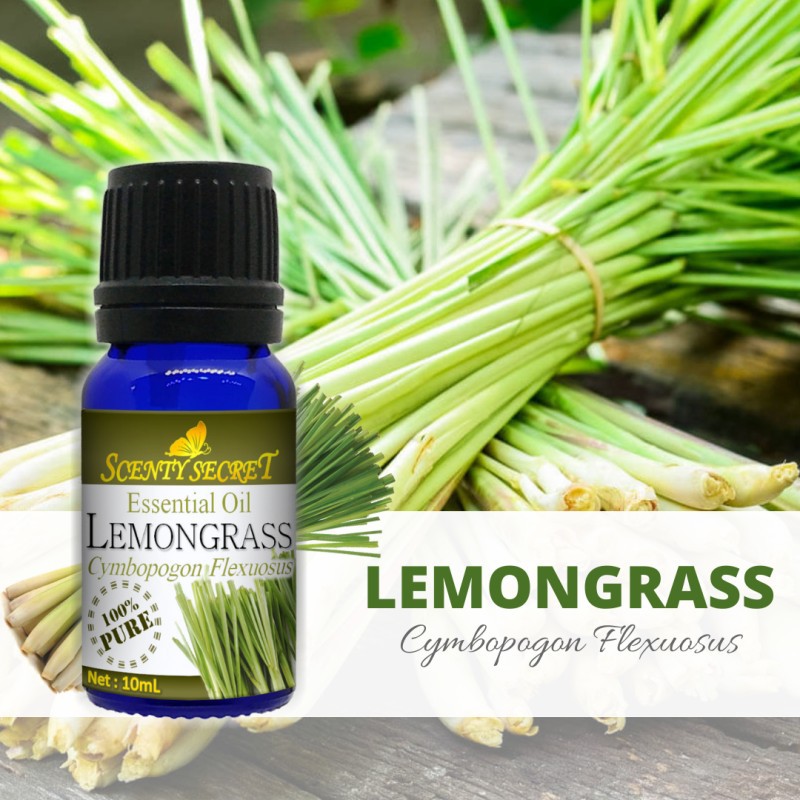 LEMONGRASS Essential Oil 100 PURE Scenty Secret Aromatherapy