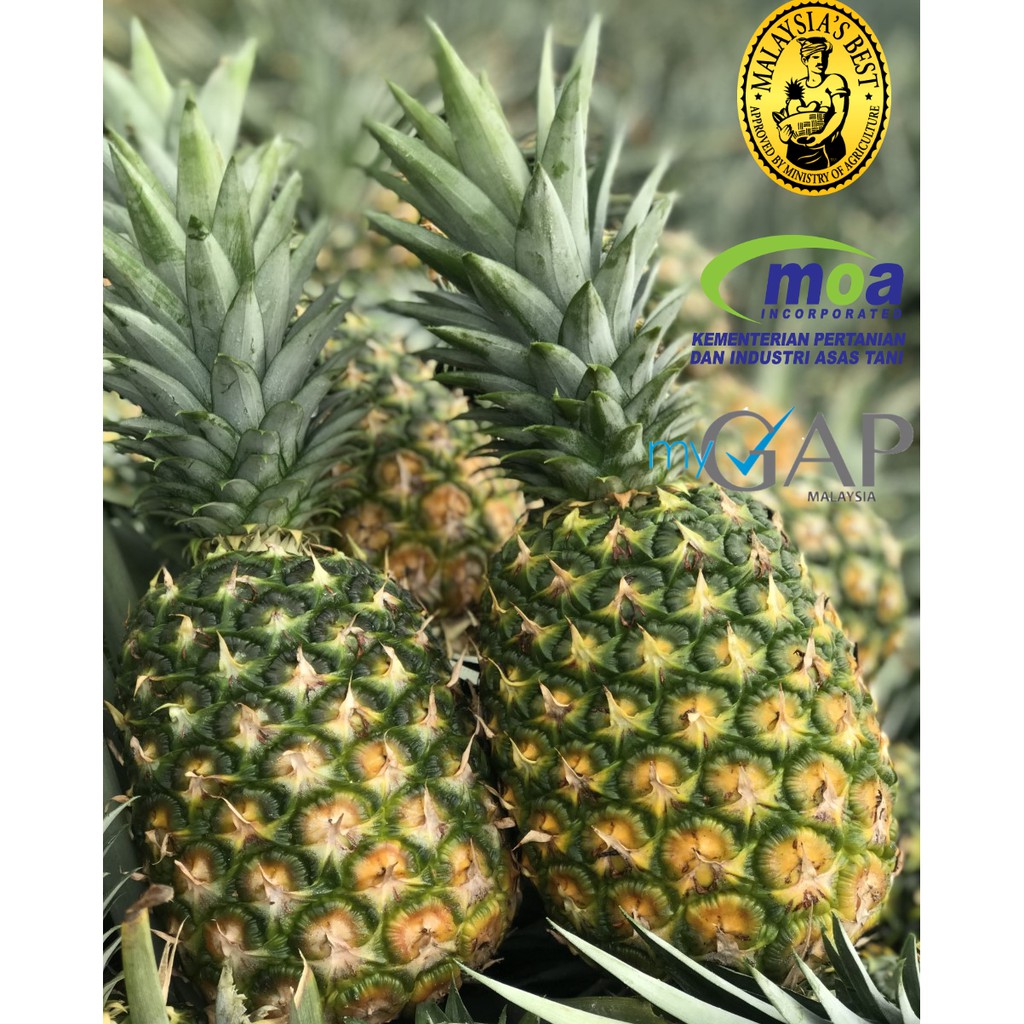 Super sweet MD2 pineapple malaysia ???????? ????Must try????