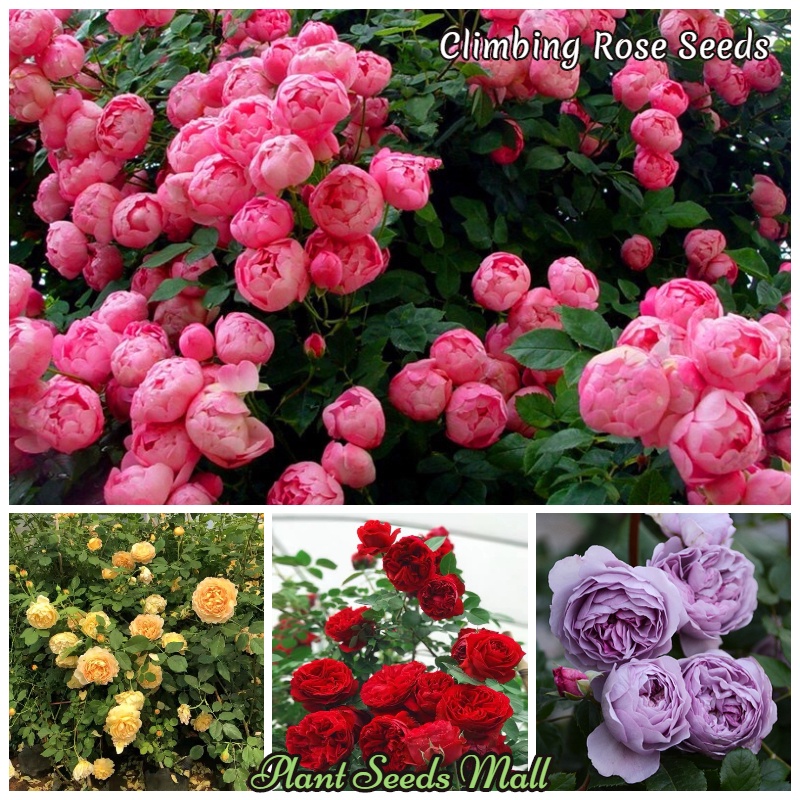 100Pcs Climbing Rose Seed Garden Bonsai Plants Flower Seeds Indoor and Outdoor Plant Gardening Deco Four Seasons