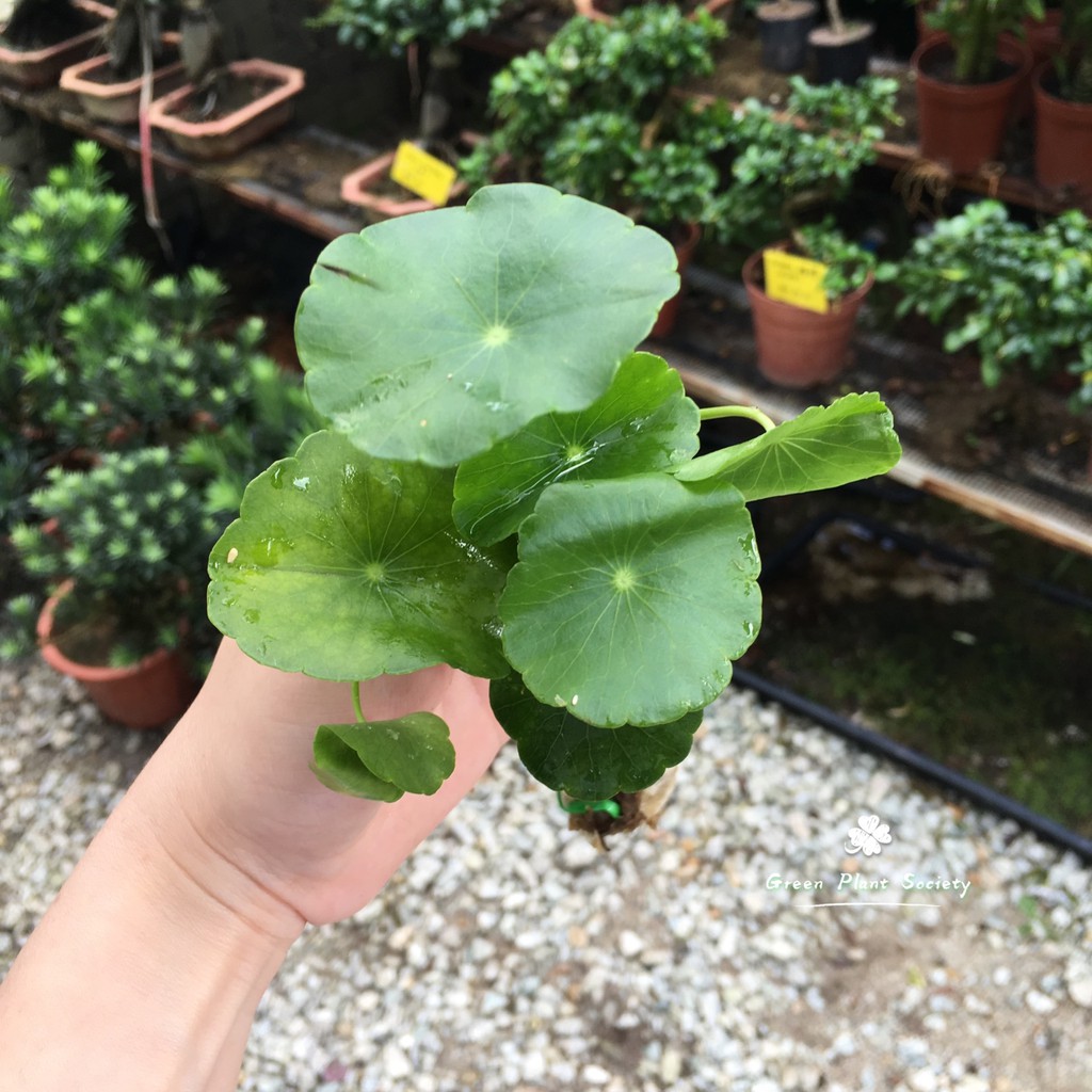 GPS Green Plant Society Live Aquatic Plant - Hydrocotyle verticillata