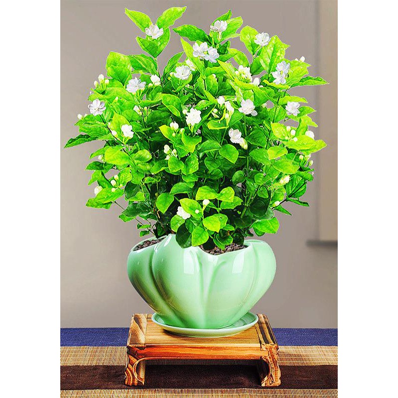 Bunga Melur Atau Bunga Melati Master Gardener Putrajaya Facebook