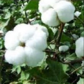 Dwarf Cotton Plant Seed / Biji Benih Pokok Kapas Renek (10's) | Shopee ...