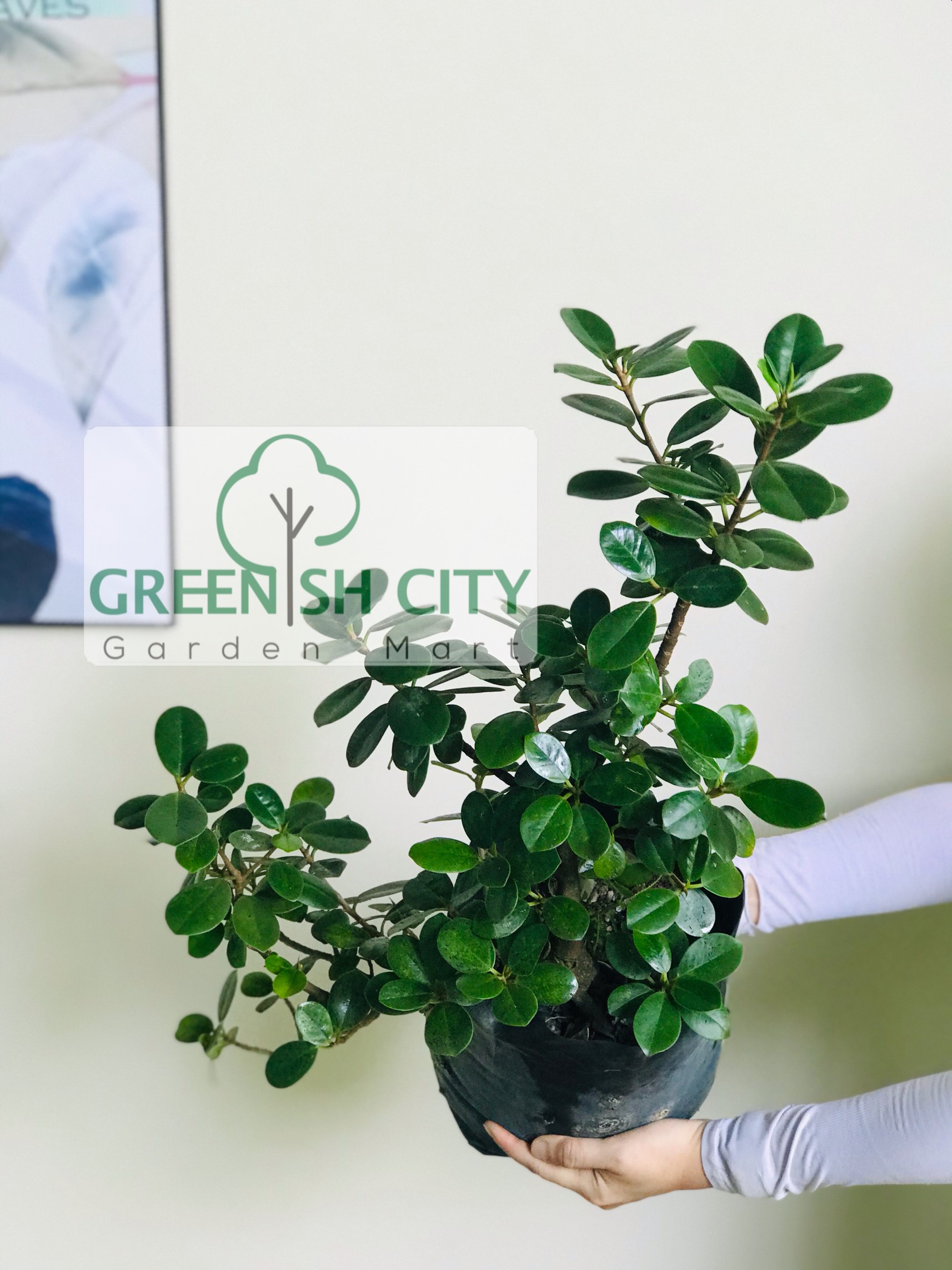 Gnc Ficus Chinese Fig Live Plant Pokok Hiasan Jawi Bonsai É©¬æ¥äºæ¦ Shopee Malaysia