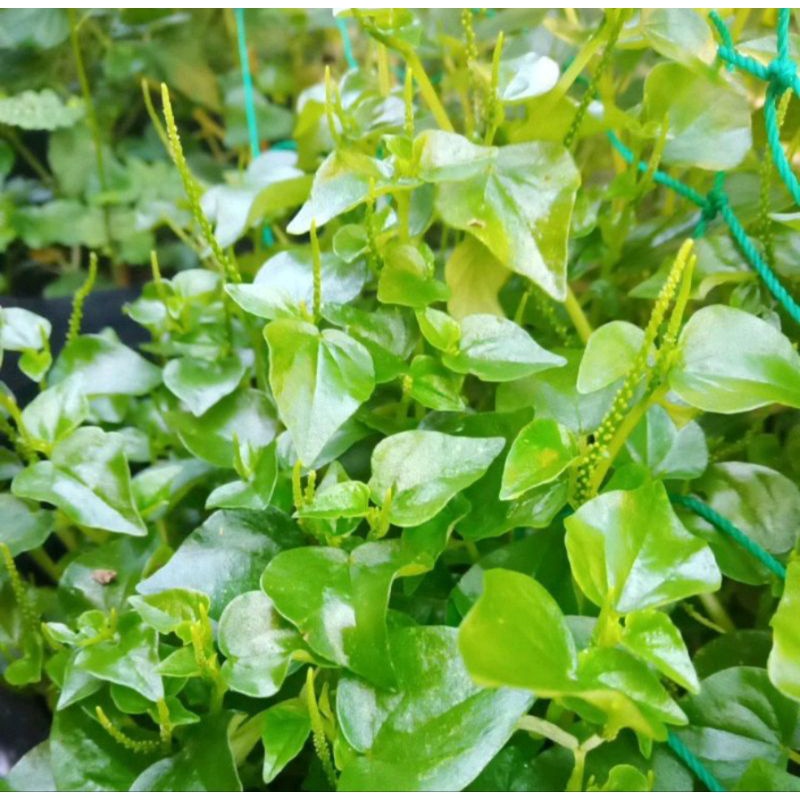 Peperomia pellucida Plant/Daun Sireh Cina/Kelumpang/ต้นผักกระสัง