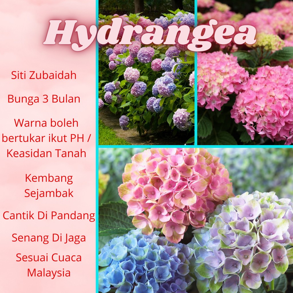 Hydrangea Kampung Hydrangea Siam Pokok 3 Bulan Siti Zubaidah Siam Siti Zubaidah Kampung Shopee Malaysia