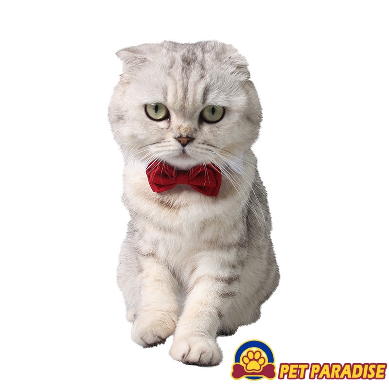 cheap cat accessories