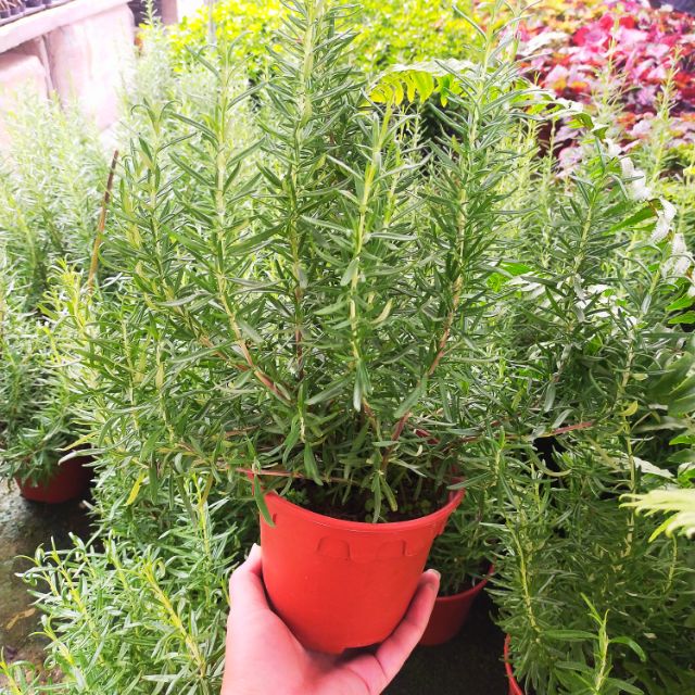 Ganohealth rosemary plants with L size pot direct from