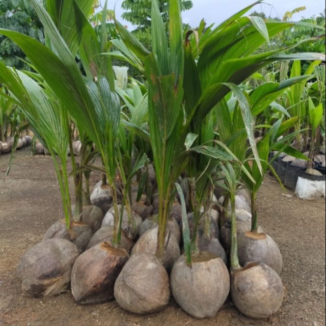  Anak Pokok Kelapa  Tacunan ORIGNAL Shopee Malaysia