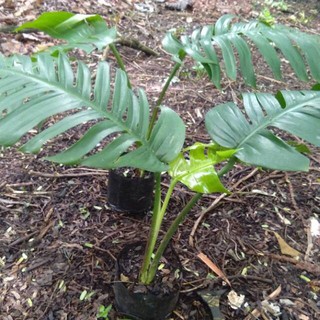 Ornamental plant philodendron monstera Epipremnum pinatum ...