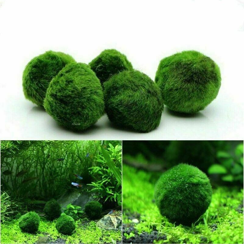 Snails 2 Balls per Pack JOR Marimo Balls for Shrimps More Than Just a Live Ball Aesthetically Beautiful Decor for Shrimps Perfect for Shrimps to Play and Feed on