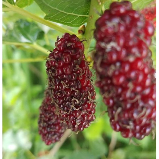 Fresh Cutting Pokok Mulberry Anak Pokok Keratan