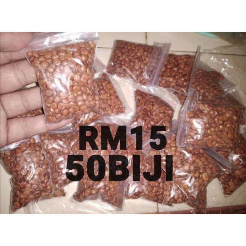 Ready Stock Biji Benih Bidara Arab Sidr Rm15 50biji 30sen Sebiji Shopee Malaysia