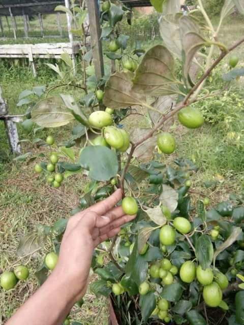Pokok Bidara Hybrid Bidara Apple Shopee Malaysia