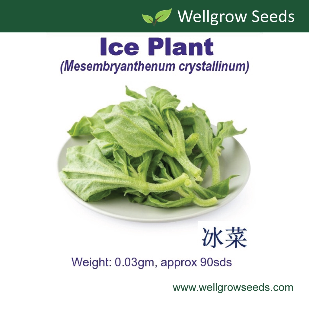 Ice plant Seeds (0.03gm, approx 90sds) 冰叶日中花 冰菜种子 Iceplant Mesembryanthemum crystallinum Vegetable Seeds