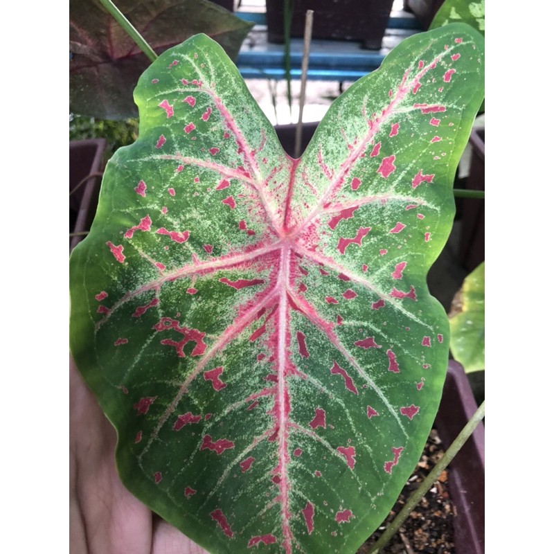 caladium heart desire/keladi murah Shopee Malaysia