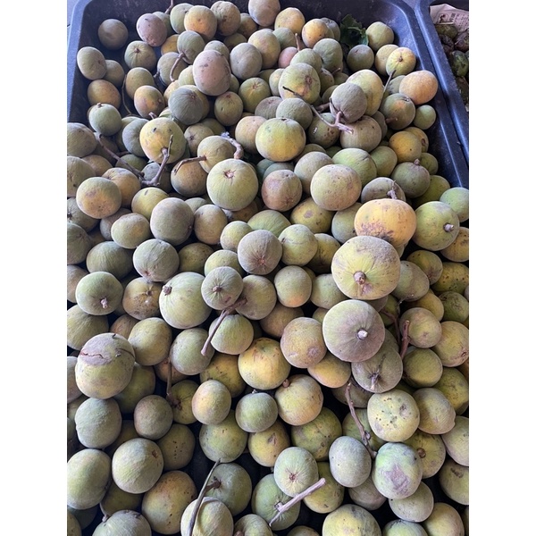 BUAH SETOR KG | BUAH SETOR KECIL @MINI  | FRUIT SETOR