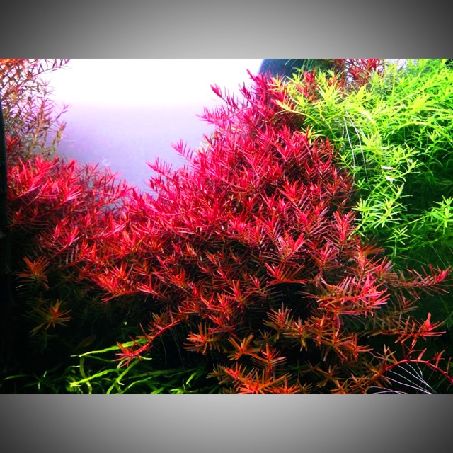 Rotala HRA SUPER Red Shopee Malaysia Rotala HRA SUPER Red Shopee Malaysia