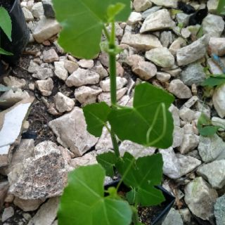 POKOK BUASIR/ KATAM SERIBU Shopee Malaysia