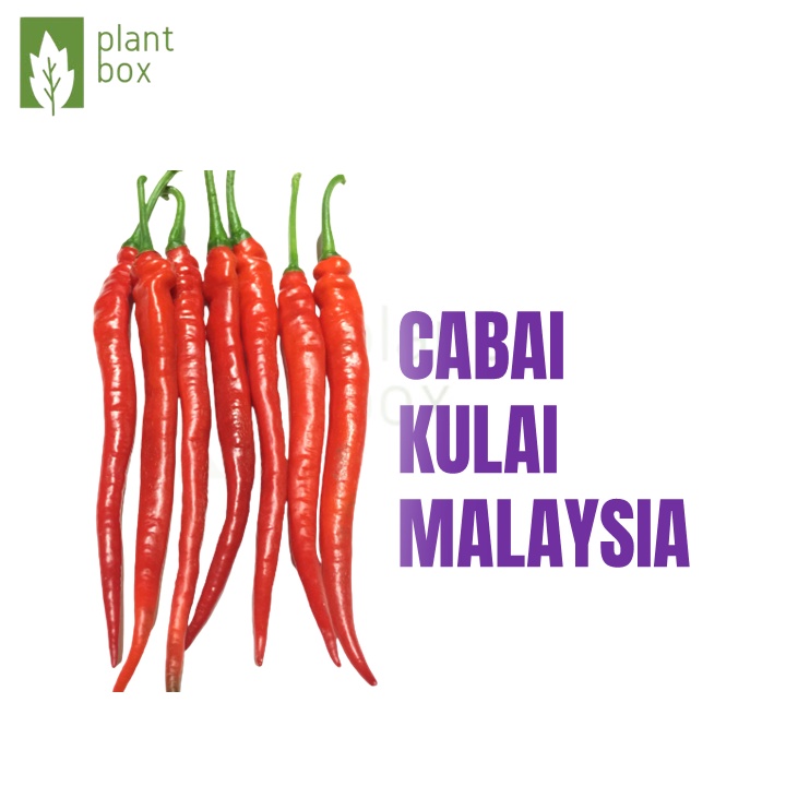 Buy Biji Benih Cili Kulai Malaysia  SeeTracker Malaysia