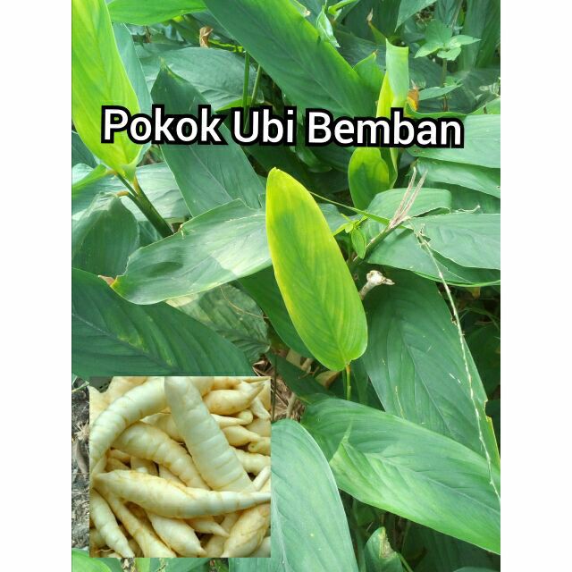 Hot Stuff Pokok Ubi Bemban Ubat Kayap Shopee Malaysia