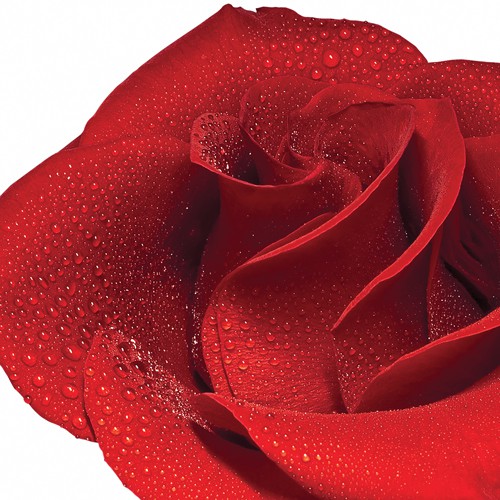 dr organic rose otto toner