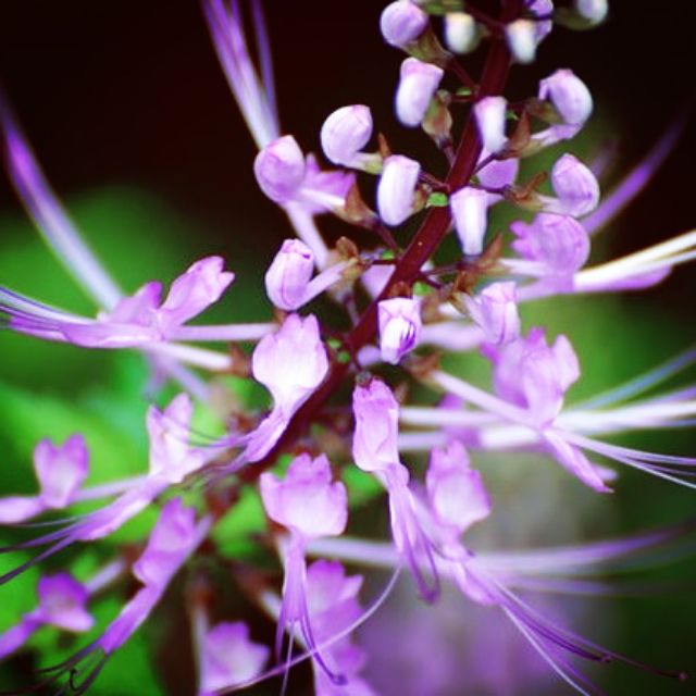 Pokok Misai Kucing Bunga ungu.sangat cantik buat hiasan, koleksi 