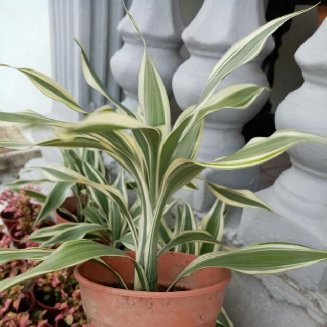 Pokok Bunga  Hiasan  Hidup Pokok Hiasan  Lanskap Flower 