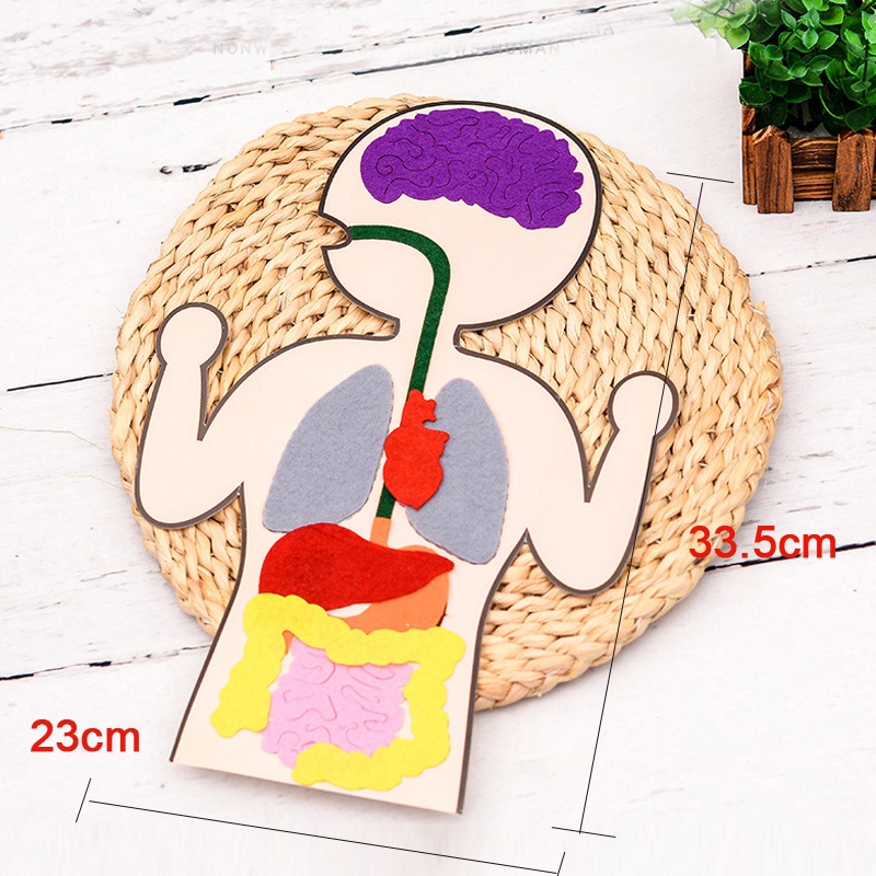 Essential Reliable Kids Montessori 3D Puzzle Non Woven Human Body Model Learning Internal Organ Teaching Aid Assembly... - Image 4