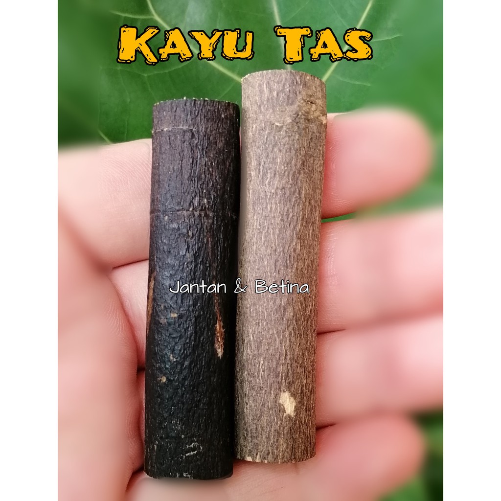 Kayu tas jantan